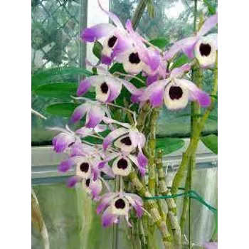 Luxury Orchid Flower